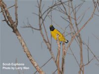 Scrub Euphonia